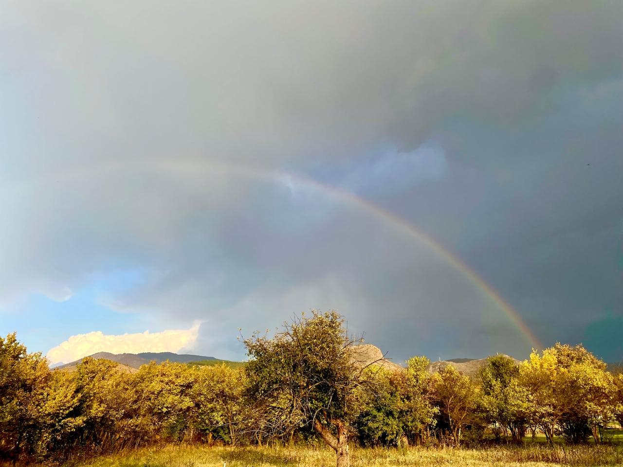 ეზო და ბაღი